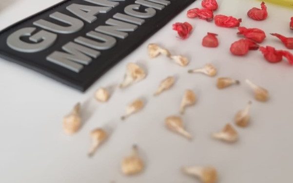 Indivíduo é detido com drogas próximo a escola em Almirante Tamandaré