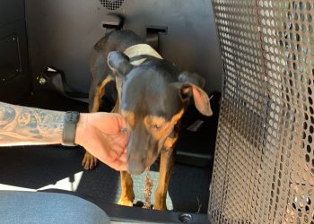 PCPR prende mulher em flagrante por maus-tratos aos animais em Alto Paraná