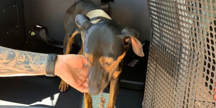 PCPR prende mulher em flagrante por maus-tratos aos animais em Alto Paraná