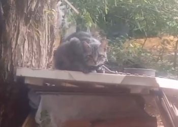 PCPR e Guarda Municipal prendem homem por maus-tratos e resgatam quatro gatos em Ponta Grossa