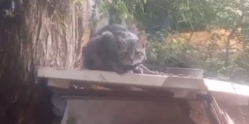 PCPR e Guarda Municipal prendem homem por maus-tratos e resgatam quatro gatos em Ponta Grossa