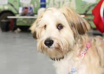 Programa CastraPet Paraná vai beneficiar mais de 8 mil cães e gatos em abril