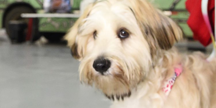 Programa CastraPet Paraná vai beneficiar mais de 8 mil cães e gatos em abril