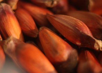 IAT reforça mudança na temporada do pinhão: venda começa em 15 de abril