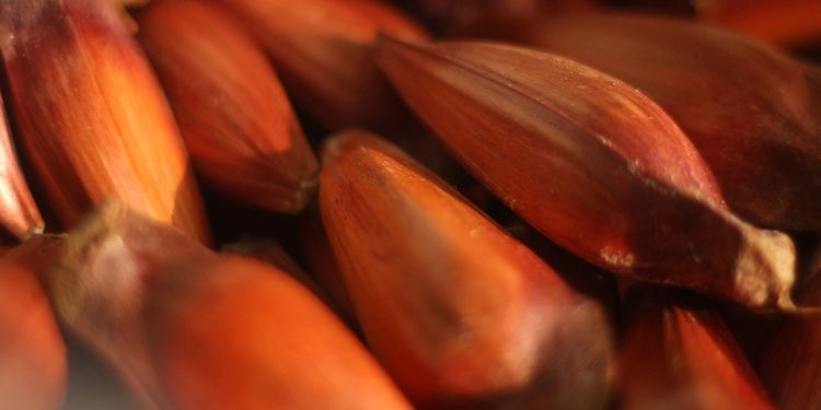 IAT reforça mudança na temporada do pinhão: venda começa em 15 de abril