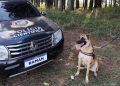 “Cão perito” do Paraná é um dos únicos especialistas em detecção de vestígios de sangue no Brasil
