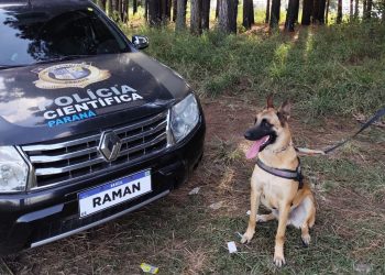 “Cão perito” do Paraná é um dos únicos especialistas em detecção de vestígios de sangue no Brasil
