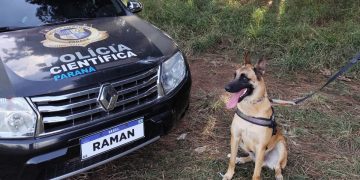 “Cão perito” do Paraná é um dos únicos especialistas em detecção de vestígios de sangue no Brasil