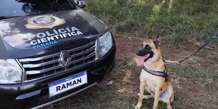“Cão perito” do Paraná é um dos únicos especialistas em detecção de vestígios de sangue no Brasil