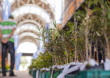 Última semana de abril terá entrega de mudas de árvores nos bairros. Veja onde pegar