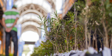 Última semana de abril terá entrega de mudas de árvores nos bairros. Veja onde pegar