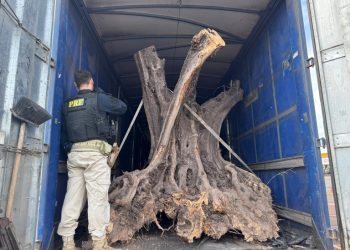 PRF apreende oliveiras contrabandeadas no Paraná