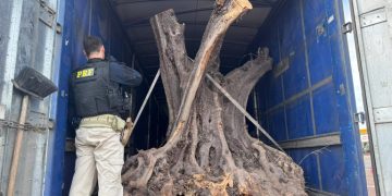 PRF apreende oliveiras contrabandeadas no Paraná
