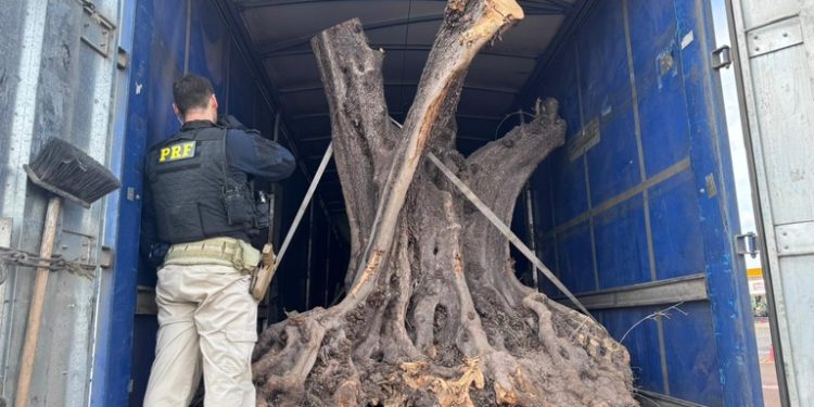 PRF apreende oliveiras contrabandeadas no Paraná