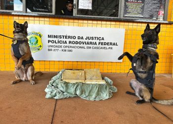 Cães farejadores da PRF encontram 27 kg de maconha em mala de passageiro na BR-277