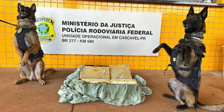 Cães farejadores da PRF encontram 27 kg de maconha em mala de passageiro na BR-277
