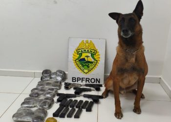 Cão farejador do BPFRON identifica passageiras com drogas e armas presas ao corpo
