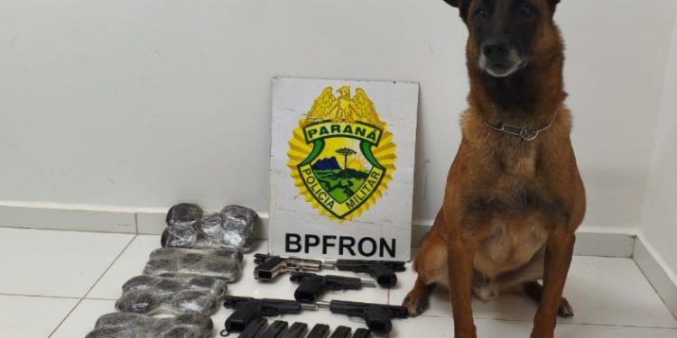 Cão farejador do BPFRON identifica passageiras com drogas e armas presas ao corpo