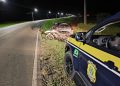 Motociclista morre após colisão na BR-153 e motorista é preso por embriaguez