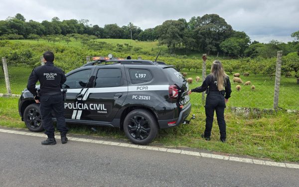 PCPR prende homem em flagrante por crimes no contexto de violência doméstica em Araucária