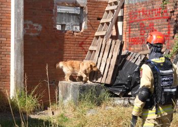 Treinamento reforça papel estratégico dos cães dos Bombeiros em resgates