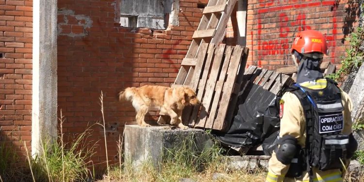 Treinamento reforça papel estratégico dos cães dos Bombeiros em resgates