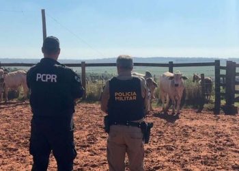 PCPR e PMPR recuperam bovinos que haviam sido furtados em Alto Paraíso
