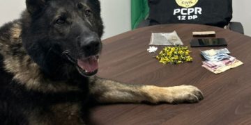 PCPR prende homem em flagrante por tráfico de drogas no bairro São Braz