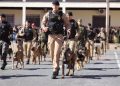 PMPR forma novos policiais especializados no uso de cães e reforça atuação no combate ao crime no Estado