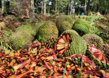 Fim da espera: temporada do pinhão começa nesta quarta-feira em todo o Paraná