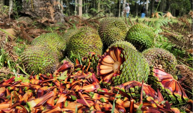 Fim da espera: temporada do pinhão começa nesta quarta-feira em todo o Paraná