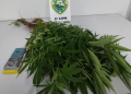 PMPR localiza plantação de maconha e apreende 37 pés da droga em Cianorte