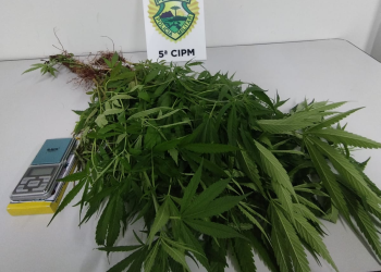 PMPR localiza plantação de maconha e apreende 37 pés da droga em Cianorte