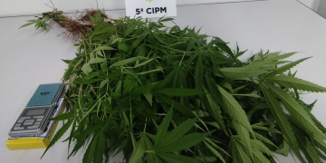 PMPR localiza plantação de maconha e apreende 37 pés da droga em Cianorte