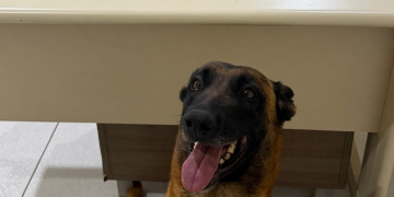 PMPR prende foragido com drogas após tentativa de fuga