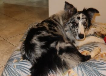 PCPR cumpre buscas referentes a desaparecimento de cachorro em Campo Magro