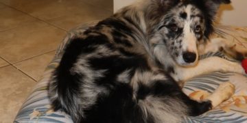 PCPR cumpre buscas referentes a desaparecimento de cachorro em Campo Magro