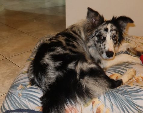 PCPR cumpre buscas referentes a desaparecimento de cachorro em Campo Magro