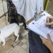Rede de Proteção Animal está com agendamentos abertos para castrações gratuitas de cães e gatos
