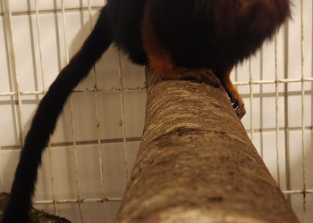 Fêmea de mico-leão-de-cara-dourada chega ao Zoo de Curitiba para participar de programa de conservação