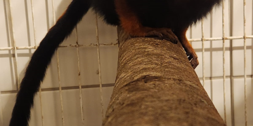 Fêmea de mico-leão-de-cara-dourada chega ao Zoo de Curitiba para participar de programa de conservação