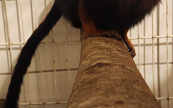 Fêmea de mico-leão-de-cara-dourada chega ao Zoo de Curitiba para participar de programa de conservação