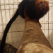 Fêmea de mico-leão-de-cara-dourada chega ao Zoo de Curitiba para participar de programa de conservação