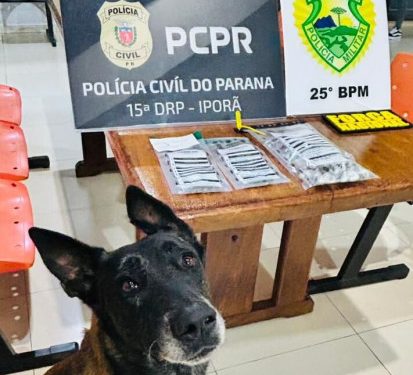 Forças de Segurança prendem mãe e filho flagrante por tráfico de drogas em Francisco Alves
