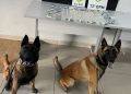 Cães da CIOC localizam crack em veículo abandonado e dois homens são presos no Parolin
