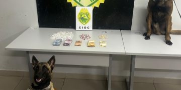 CIOC apreende drogas com apoio de cães e prende dois suspeitos no Sítio Cercado