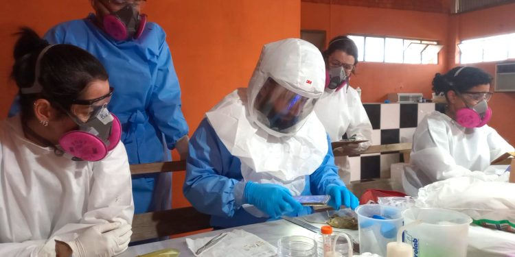 Paraná mantém vigilância rigorosa contra hantavirose