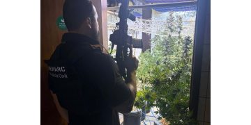 PCPR localiza laboratório de cultivo de maconha em Curitiba e prende três pessoas