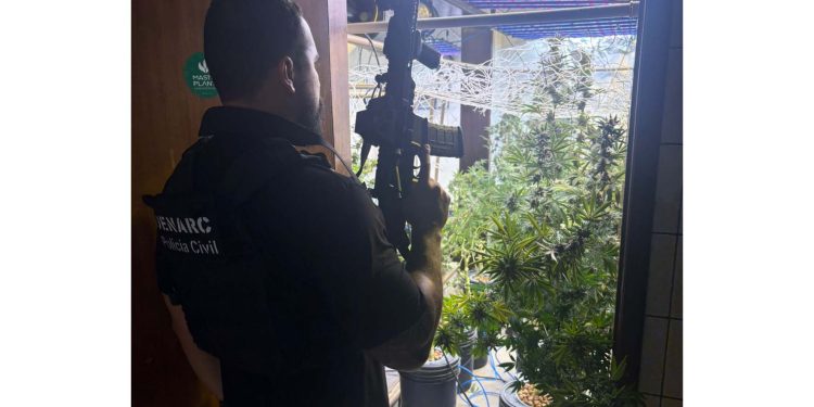PCPR localiza laboratório de cultivo de maconha em Curitiba e prende três pessoas
