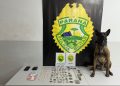 Equipe K9 do 23º Batalhão prende homem por tráfico de drogas com apoio de cão farejador na CIC